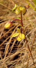 Eulophia parviflora