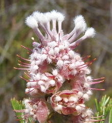 Paranomus abrotanifolius