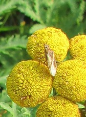 Stictopleurus punctiventris