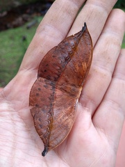 Oxytenis modestia
