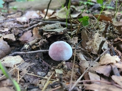 Gyroporus purpurinus