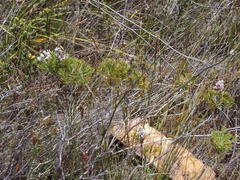 Paranomus abrotanifolius