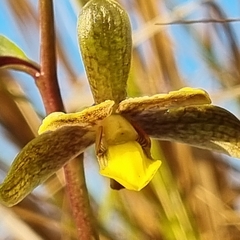 Eulophia parviflora
