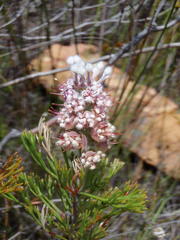 Paranomus abrotanifolius