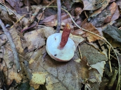 Gyroporus purpurinus