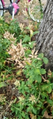 Saponaria officinalis