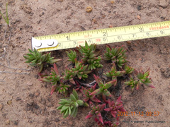 Crassula dependens