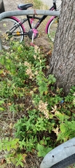 Saponaria officinalis