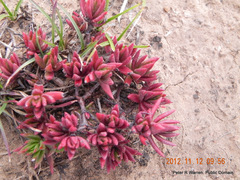 Crassula dependens