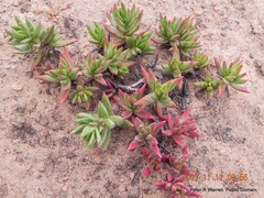 Crassula dependens