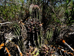 Anthacanthae