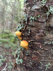 Pleuroflammula tuberculosa
