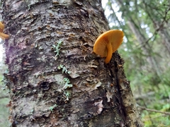 Pleuroflammula tuberculosa