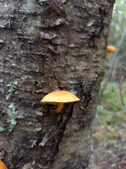 Pleuroflammula tuberculosa