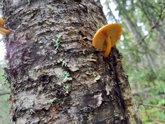 Pleuroflammula tuberculosa