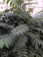 Ailanthus altissima