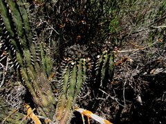 Anthacanthae