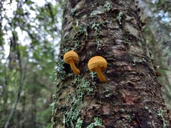 Pleuroflammula tuberculosa