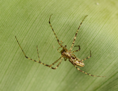 Tetragnatha quasimodo