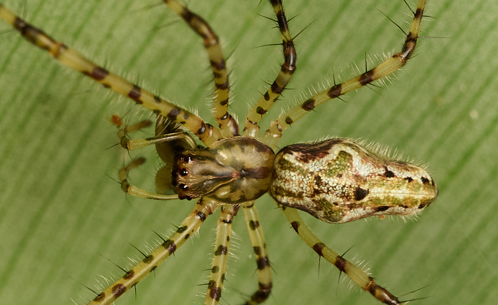 Tetragnatha quasimodo