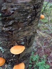 Pleuroflammula tuberculosa