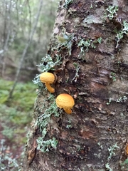 Pleuroflammula tuberculosa