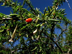 Lycium oxycarpum