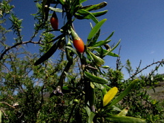 Lycium oxycarpum
