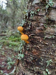 Pleuroflammula tuberculosa