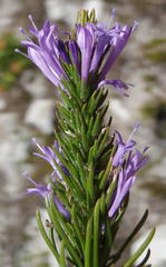Merciera