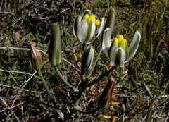 Albuca longipes