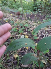 Epipactis helleborine