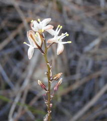 Drimia dregei
