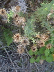 Berkheya cruciata cruciata