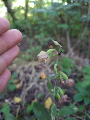 Epipactis helleborine