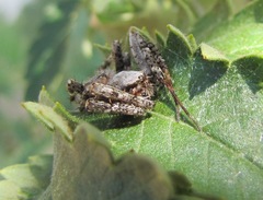 Pararaneus perforatus