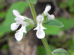 Stachys kuntzei