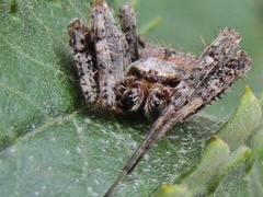 Pararaneus perforatus