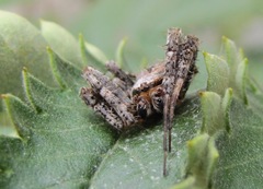 Pararaneus perforatus