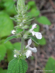 Stachys kuntzei
