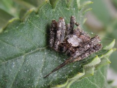 Pararaneus perforatus
