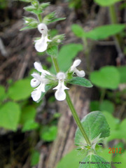 Stachys kuntzei