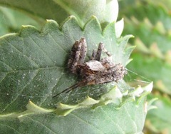 Pararaneus perforatus
