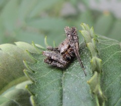Pararaneus perforatus