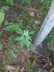 Chenopodium album