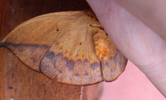 Oxytenis modestia