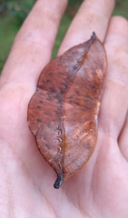 Oxytenis modestia