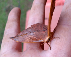 Oxytenis modestia