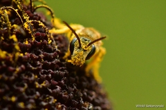 Halictus subauratus