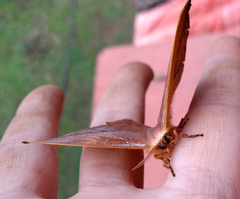 Oxytenis modestia